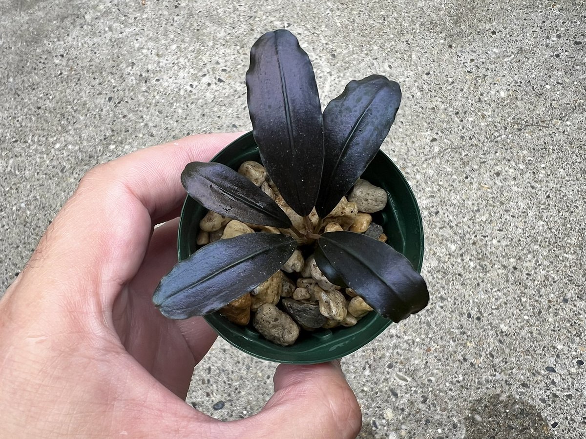 bucezanmai's tweet photo. 今年の夏もあまりトラブルなく維持できたかな
花芽が例年より少なかった気がする
ただの気のせいかもしれないけど🤣
#ブセファランドラ https://t.co/ES9II5pTm6