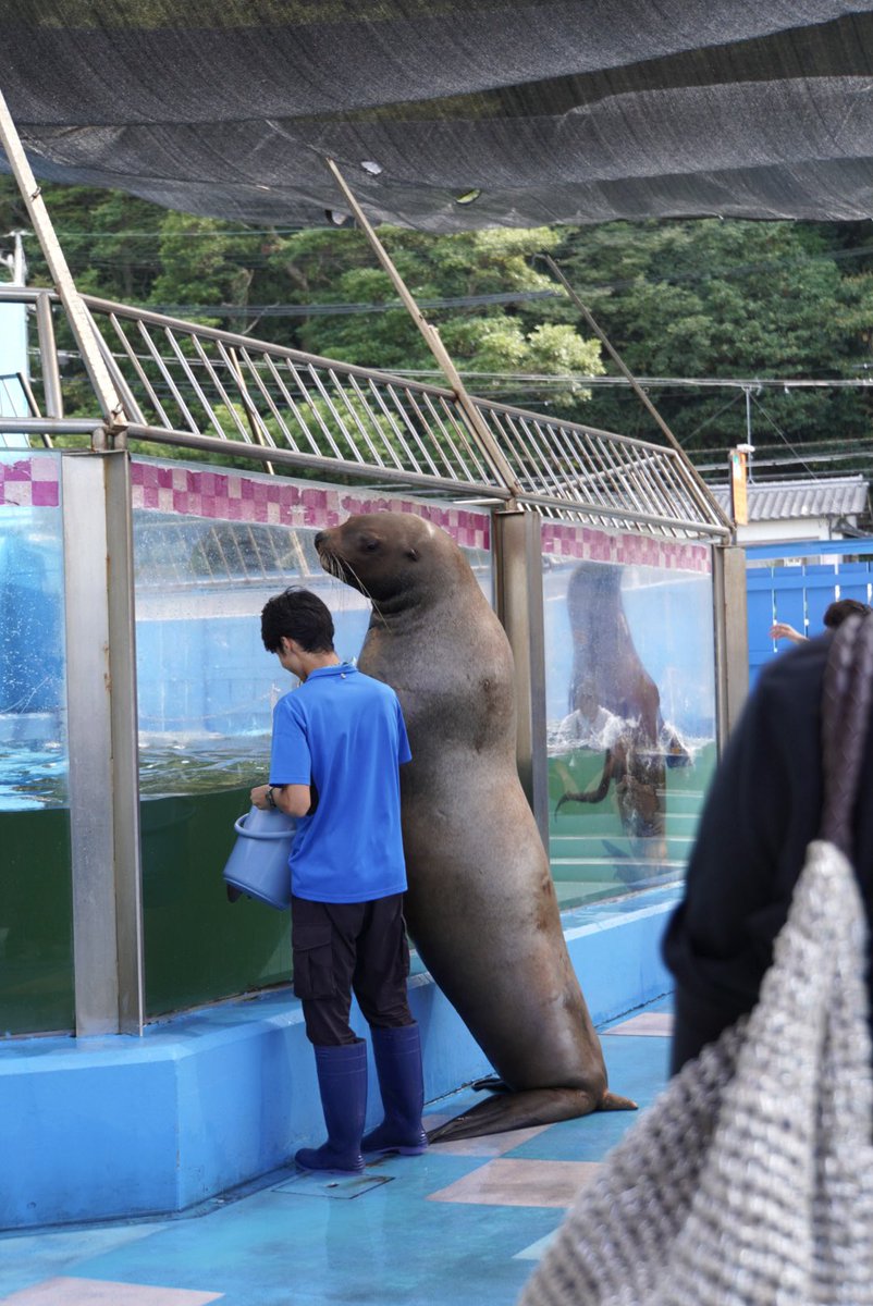 kono211202's tweet photo. どしたん話きこか

#トド ＃鋼 ＃伊勢シーパラダイス 
26.8.31 https://t.co/GHuIkIEG52