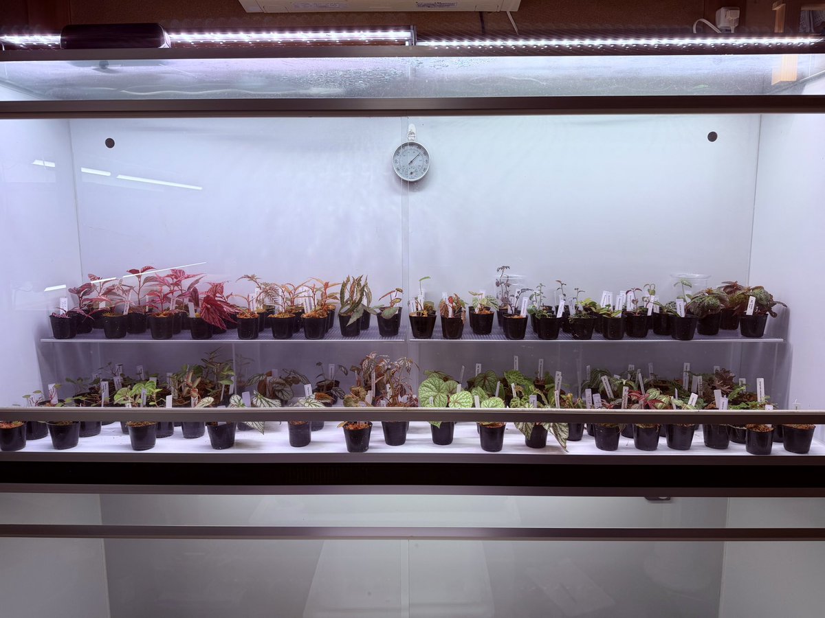 mck2625's tweet photo. 先日植物の方が大量入荷🌱

#ベゴニア #ソネリラ #マルクグラビア #セラギネラ #ラビシア #アグラオネマ #ジュエルオーキッド https://t.co/TRtZvA9hSc