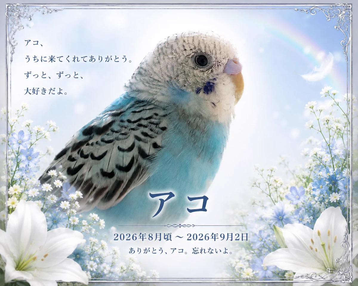 トモカ в X: „鳥の方のアコ…。 紛らわしいぞ💢“ / X