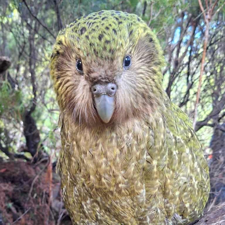 AMAZlNGNATURE's tweet photo. The world’s heaviest parrot, Kākāpō population rises to 325 after record breeding season

New Zealand’s critically endangered kākāpō is seeing a major comeback, with 90 chicks helping bring its population to its highest level in 75 years https://t.co/1zPLDzrmQb