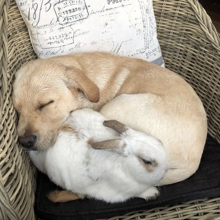 doffysrabbit's tweet photo. get some sleep!!!! big day of hopping around tomorrow!!!! https://t.co/FjcttENFoE