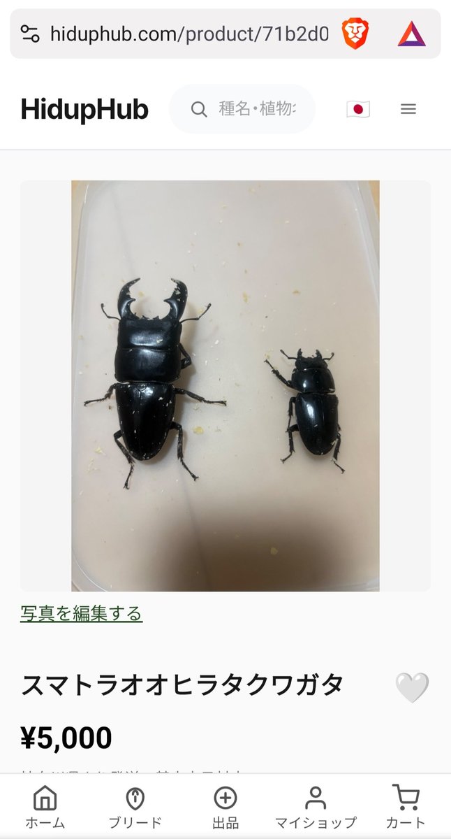 Hiduphub's tweet photo. リグニン様よりスマトラオオヒラタクワガタ(ペア)が出品されました！ https://t.co/7kGCFbRNdp