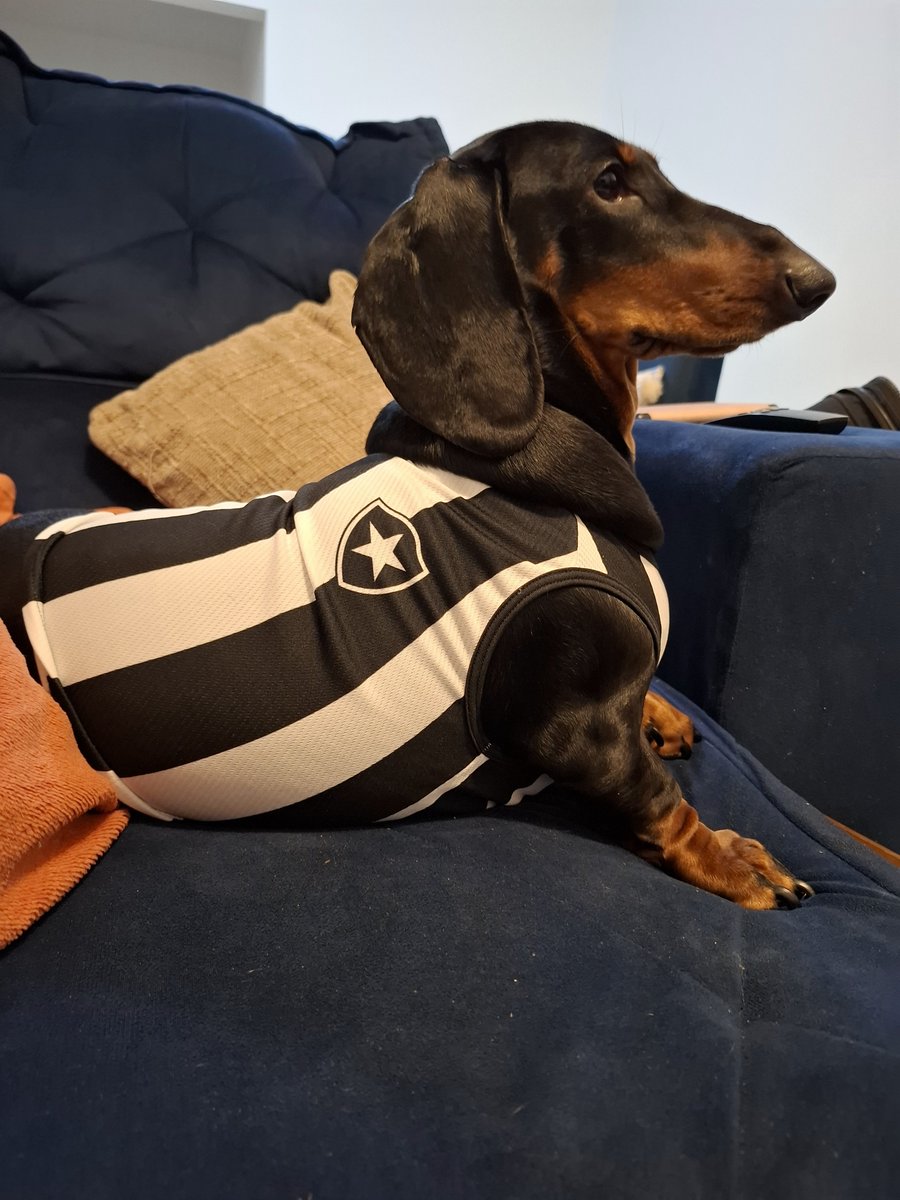 cinesalsichinha's tweet photo. ATENÇÃO PARA O PRONUNCIAMENTO:

cachorra salsicha botafogo ⭐ https://t.co/h3tsNmoxmz