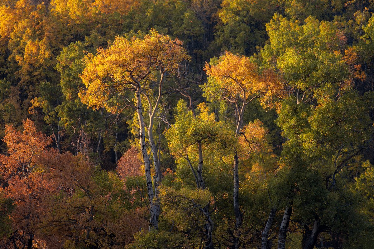 JamesAfineart's tweet photo. Fall in the Rockies https://t.co/e6lObIsau4