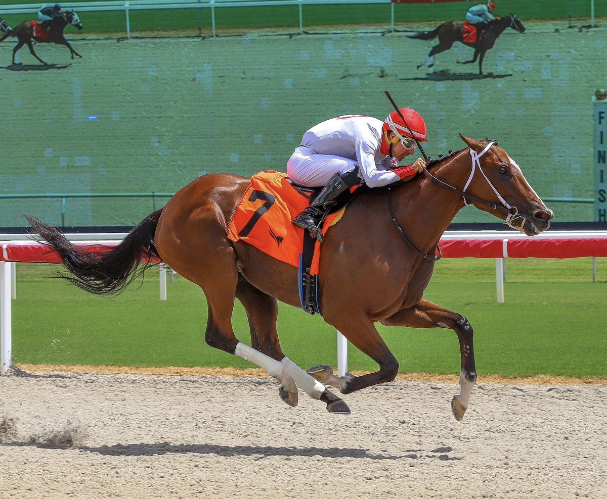 JFDAngelo's tweet photo. Veronika Z • Leonel Reyes • Jose Francisco D’Angelo

#GulfstreamPark | #RoyalPalmMeet | #HorseRacing https://t.co/QNJG2cnjYc