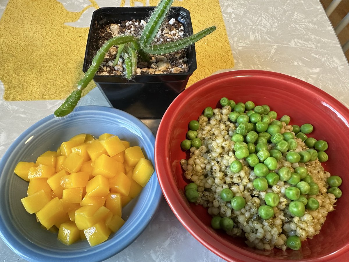 kristin_gi_rd's tweet photo. Couscous + pesto + peas & diced mango. Pesto = a safe way to enjoy herbs & nuts if at risk of obstruction. $2.83/serving = 525 cals, 14g protein, 10g fiber. $ could be less if pesto homemade, but fatigue had me choosing jar type. #eatingwithIBD #stricturefriendly @WashUMedIBD https://t.co/38rvaJo9C0