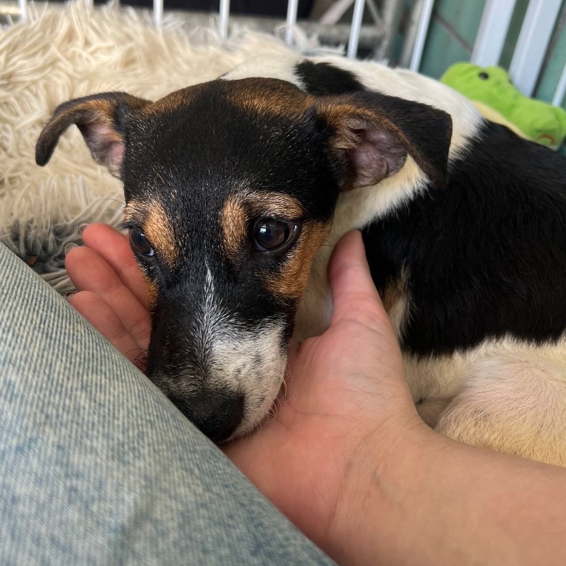 giuzita's tweet photo. a ONG ajuda animal está precisando de ajuda URGENTE 🚨 

a clínica veterinária que ajuda eles está precisando ser paga (são +60 mil em dívidas) e se não pagarem vão parar de atender

a ong é SUPER CONFIÁVEL voluntário há um ano lá https://t.co/FkP3XUFSqA