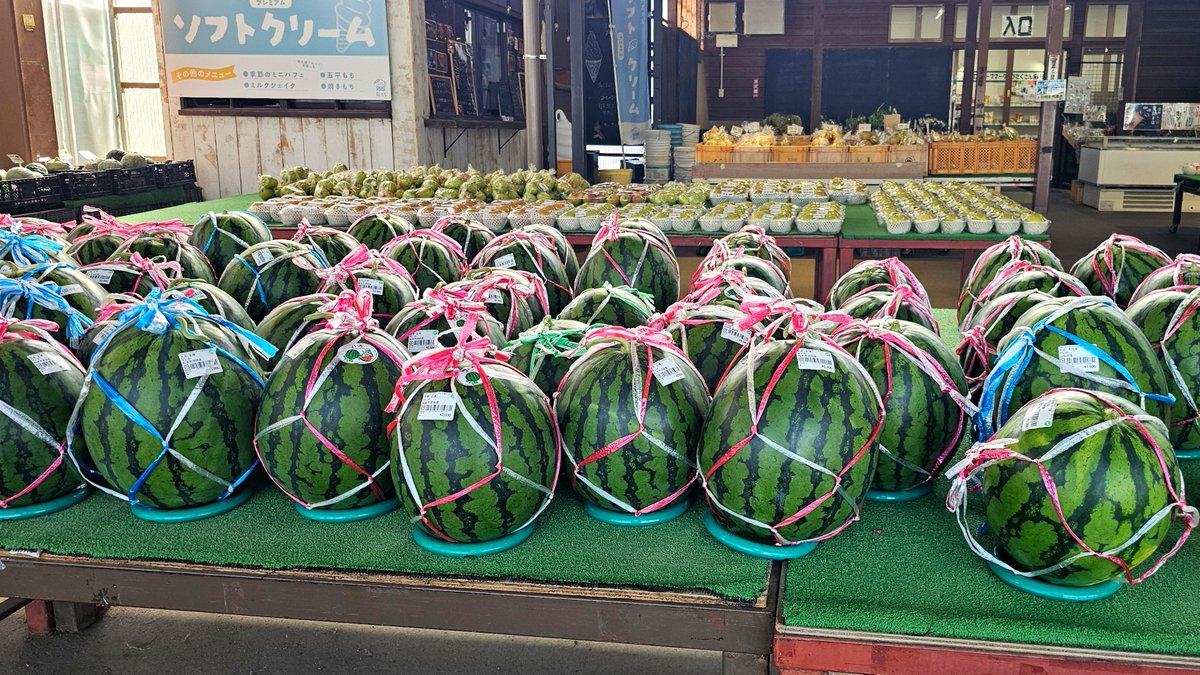 keychan555's tweet photo. というわけで、長野県にてちょっと遅めの夏休み開始！
りんご畑だらけー！！🍎🍏
桃は終盤ギリギリ、スイカやシャインマスカット、梨もたくさん！！ https://t.co/y1SA2a4NcZ