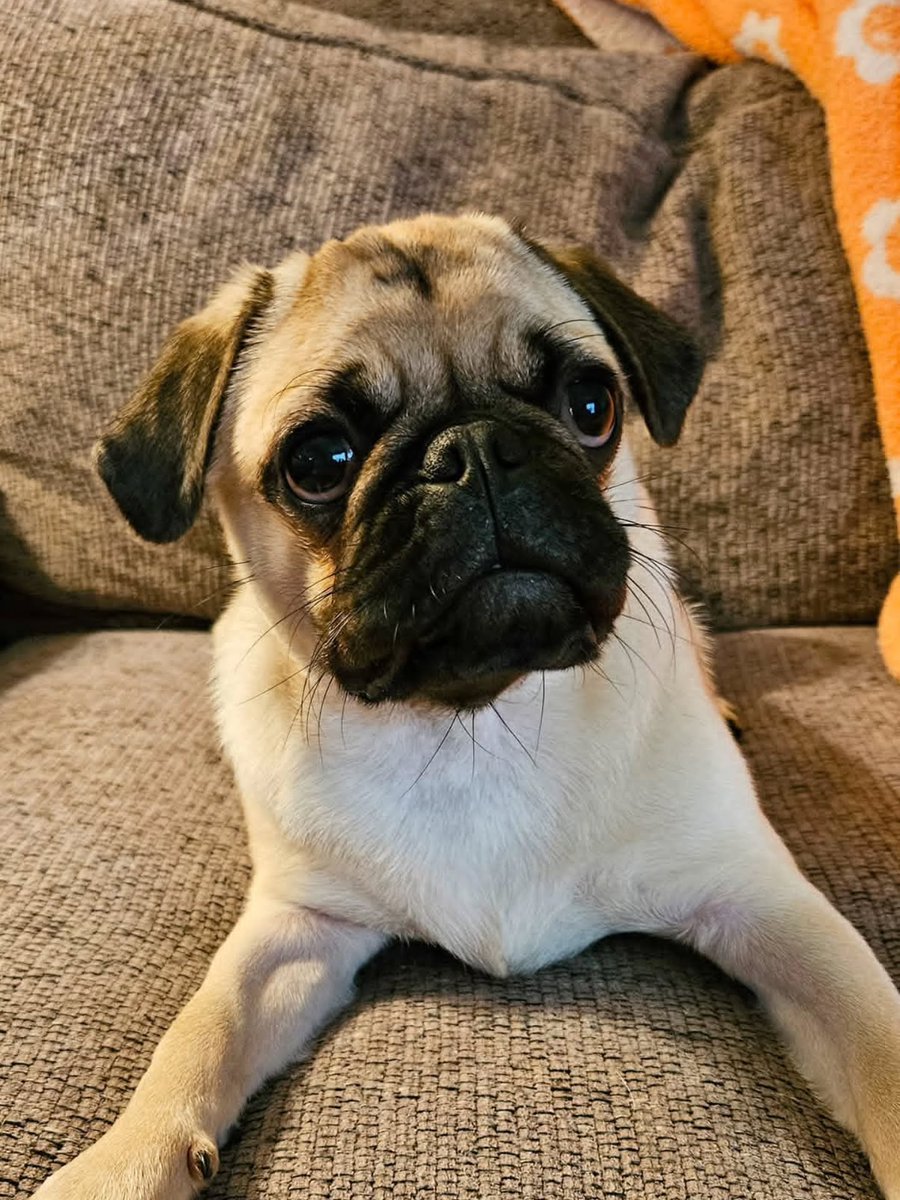 MarkettaGuf8c's tweet photo. It’s my gotcha day! Two years ago, my life changed forever. My first family was moving and couldn’t keep me, so they found Mom and Dad—the best home ever. Since then: adventures, cuddles, treats, Jeep rides, swimming, and endless love. Honestly, https://t.co/jhuSWSSn3M