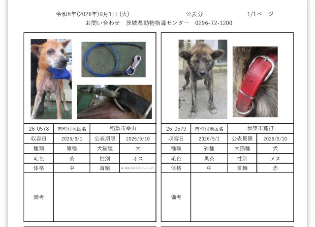 IBARAKI_Animal's tweet photo. 茨城県動物指導センターで保護している、迷子の犬猫の公表情報です。🐕🐈
お心当たりの飼い主様は動物指導センターにお電話ください‼️
動物指導センター
☎︎0296-72-1200(受付時間：平日8:30〜17:15)

9月1日（火）公表情報 https://t.co/0tL4xFDCIJ