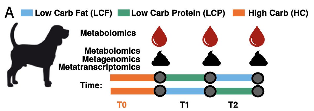 PNASNews's tweet photo. A study of blood and fecal samples from dogs chronicles extensive changes to the gut microbiome after switching to a low- carbohydrate diet. The specific changes depended on whether carbohydrate energy was replaced with fat or protein. In PNAS: https://t.co/iNZ0xWlgnW https://t.co/pSOuzQQOVx