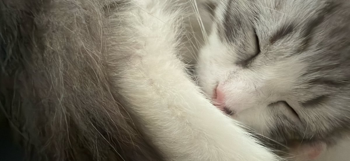 Belyusha's tweet photo. ねんね

#猫のいる暮らし #サイベリアン　#猫好きさんと繋がりたい https://t.co/cph9Pri1d6