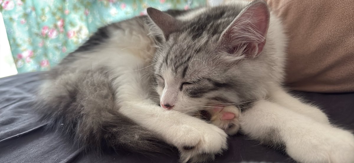 Belyusha's tweet photo. ねんね

#猫のいる暮らし #サイベリアン　#猫好きさんと繋がりたい https://t.co/cph9Pri1d6