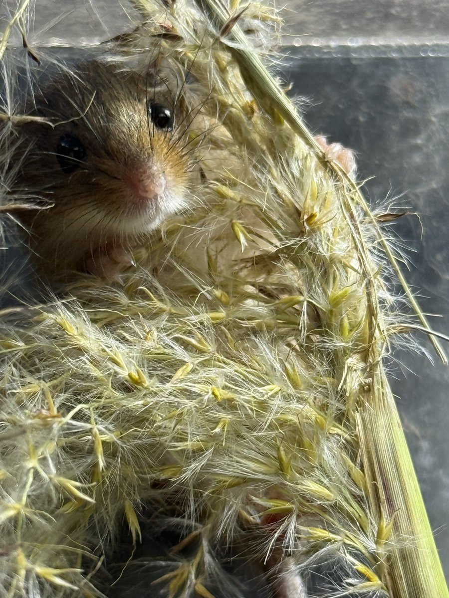 InawashiroAQ's tweet photo. おはようございます☀️

ふわふわのススキに包まれるカヤネズミ🌾
ススキはオヤツにもなるし、お布団にもなります。 食べて、潜って、寝て…… 今日もお気に入りの場所でのんびり過ごしています♪

#カヤネズミ #ネズミ #カワセミ水族館 #猪苗代町 https://t.co/82xLpeuWOr