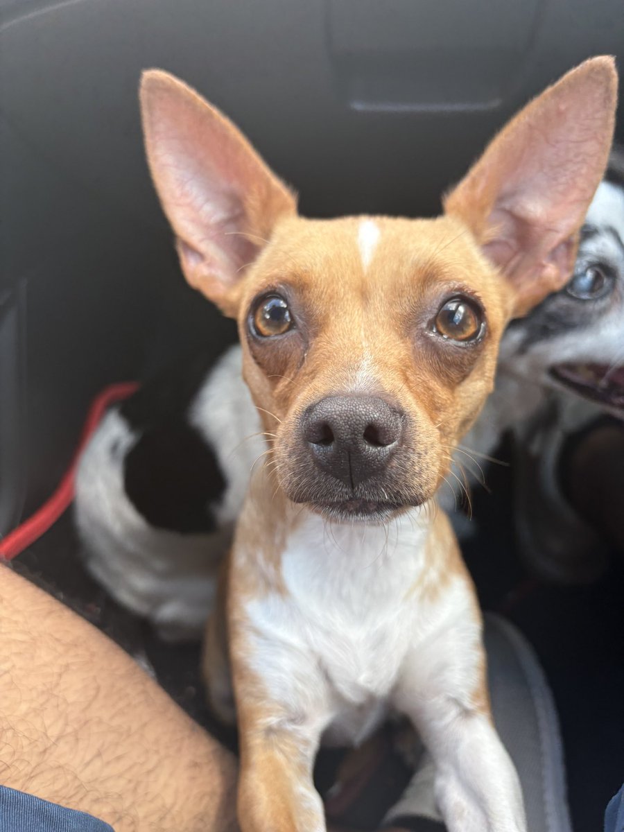treestump04's tweet photo. Cute ass dogs https://t.co/Gez8QVewn2