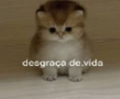 asorpheus's tweet photo. cara tipo sério, sério, sério sério
meus mais profundos e sinceros porras https://t.co/5jKE2zoSnv