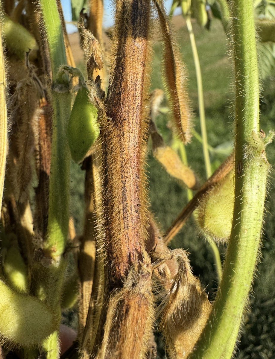 BisonBeanDoc's tweet photo. Despite the drought across much of the state, northern North Dakota still has quite high disease pressure this season. Range of diseases that are present in fields, and some fields at quite high levels. 

Photo 1: Stem canker across the entire region
Photo 2: White mold pocketed but high in certain fields
Photo 3: Phytophthora stem rot present in areas that have had consistent moisture. Warm soil temps helped drive disease
Photo 4: SCN cysts across the eastern side of the state.