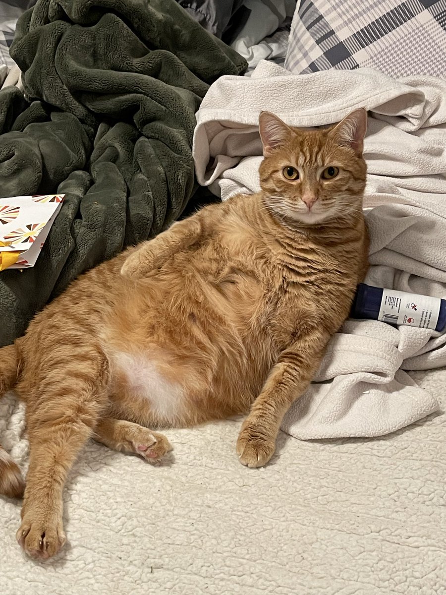 dkwtdwithoutyou's tweet photo. @PopBase she says everyday is ginger cat appreciation day https://t.co/2znLzRwcwY