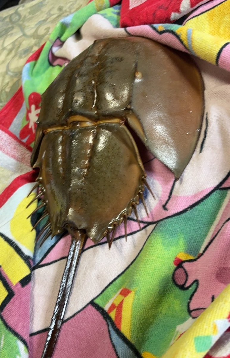vortex_vfes's tweet photo. 息子がカブトガニ(死骸)持って帰ってきた。

どうするつもりか知らんけど、とりあえず部屋に持って入るなよ。。。

⚠️うちの地域は死骸、抜け殻の持ち帰りは違法になりません。 https://t.co/IG8nZyPHiM