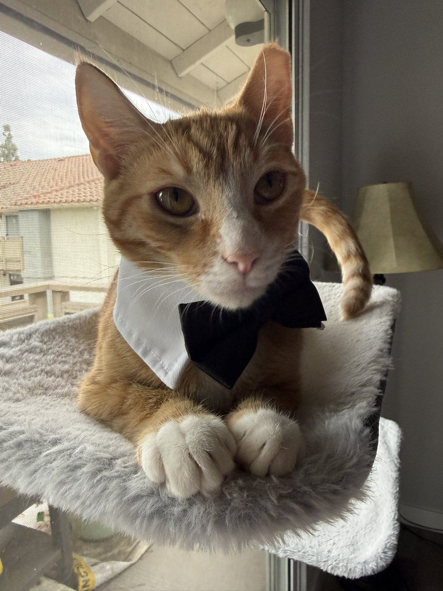 m4xfield's tweet photo. My son Peanut https://t.co/EF38XOhKcL