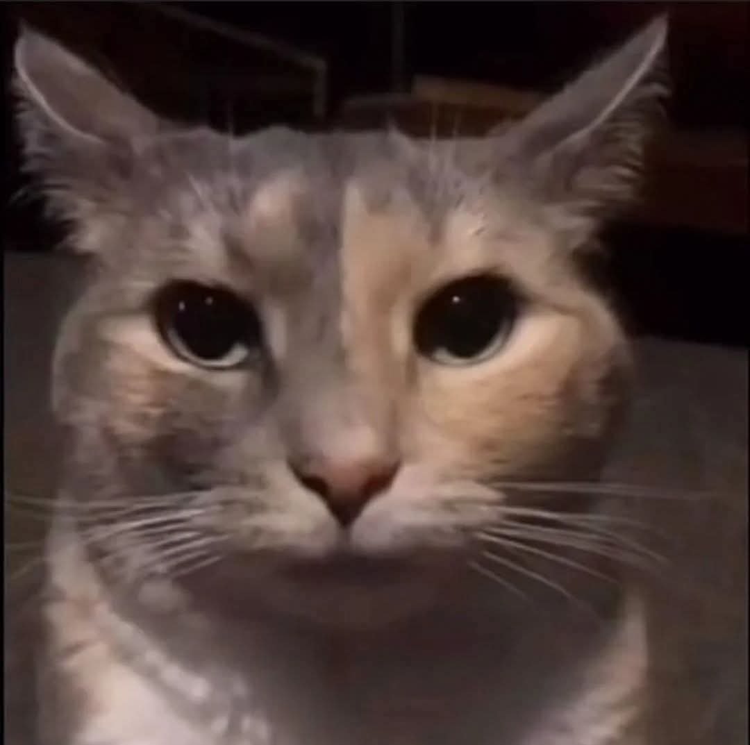 Sesmooi's tweet photo. @PokasBuni Mi cara cuando quieren funar a alguien que no hizo nada malo pero permiten que los trans de mierda sigan vivos https://t.co/EdagFVtNIz