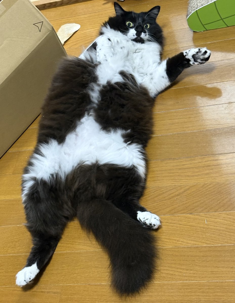 catbokuboku's tweet photo. 墨くんは食パンの白い部分みたいなしっとりふわふわな手触りをしてる https://t.co/c7kVBNAckZ