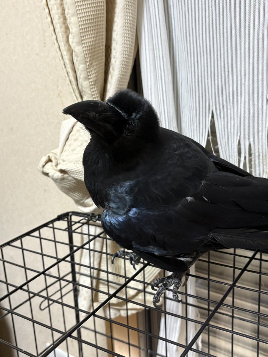 harugarden0206's tweet photo. 【里親募集】※代理です拡散お願い🥺
ハシブトガラスの里親募集です
おそらく去年生まれの若者カラス
事故で翼を傷めてしまったため飛べません
ただ脚での移動はできるので行動範囲は広いです
ケージは安全な場所だと理解しているのでお留守番などもできます
#カラス 
#里親募集 https://t.co/fFHz7v22JY