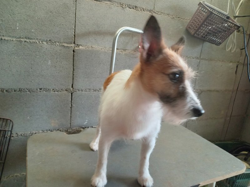 satoya_boshu's tweet photo. ジャックラッセルテリア　5歳の女の子
推定5歳6ヶ月
♀ 山梨県

レッドホワイトのブロークンコートの女の子です。
人間大好き、ずっと後を付いてくるストーカーのような子です。
普段はあまり吠えませんが、食事前は大騒ぎします。
ケージや小さめのサークル内ですと落ち着きなく動き回ります。 https://t.co/cRtKSaIYuw