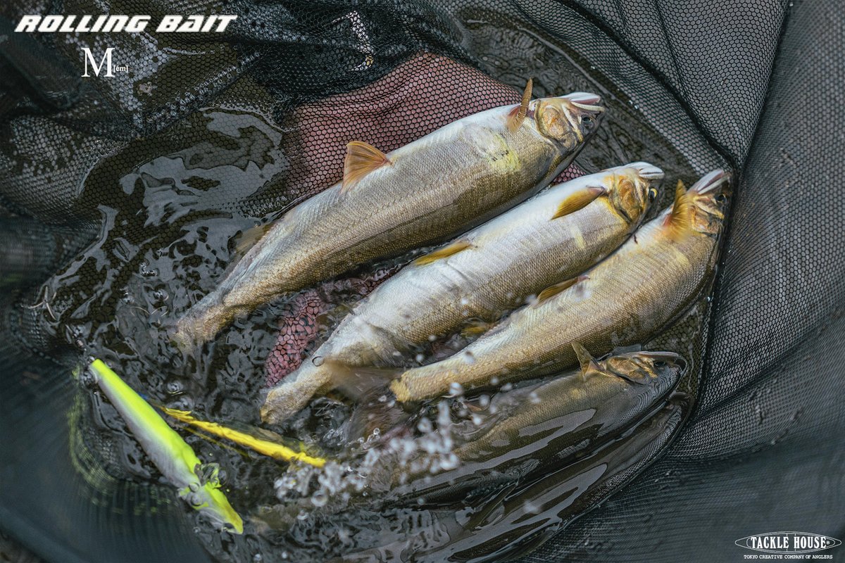 tacklehouse's tweet photo. フィールドレポート更新しました。スタッフ古賀より。
【ラトル音が効いてる?!】大鮎狙いに沸く相模川。鮎ルアーRB88ラトルモデルが好調!
https://t.co/iFhkpo2rH7
#タックルハウス #tacklehouse #madeinjapan #鮎ルアーRB88 (ローリングベイト) #相模川 https://t.co/LrpYGOqlli