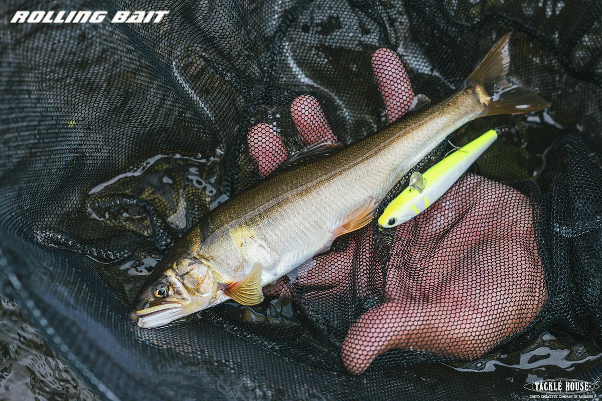 tacklehouse's tweet photo. フィールドレポート更新しました。スタッフ古賀より。
【ラトル音が効いてる?!】大鮎狙いに沸く相模川。鮎ルアーRB88ラトルモデルが好調!
https://t.co/iFhkpo2rH7
#タックルハウス #tacklehouse #madeinjapan #鮎ルアーRB88 (ローリングベイト) #相模川 https://t.co/LrpYGOqlli
