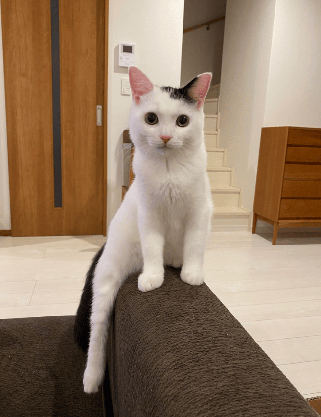 EllaMeadewgsm's tweet photo. Mi gatito acaba de aprender a saltar sobre la alfombra, su primera gran hazaa https://t.co/hEnlrlMbil