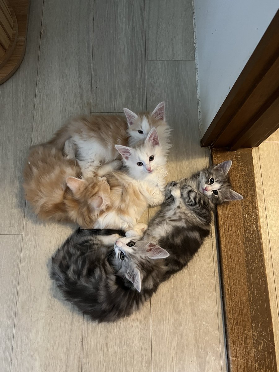 rien222's tweet photo. ネムネム子猫落ちてた…

私も低血圧でネムネム… https://t.co/y2kBDxjBVB