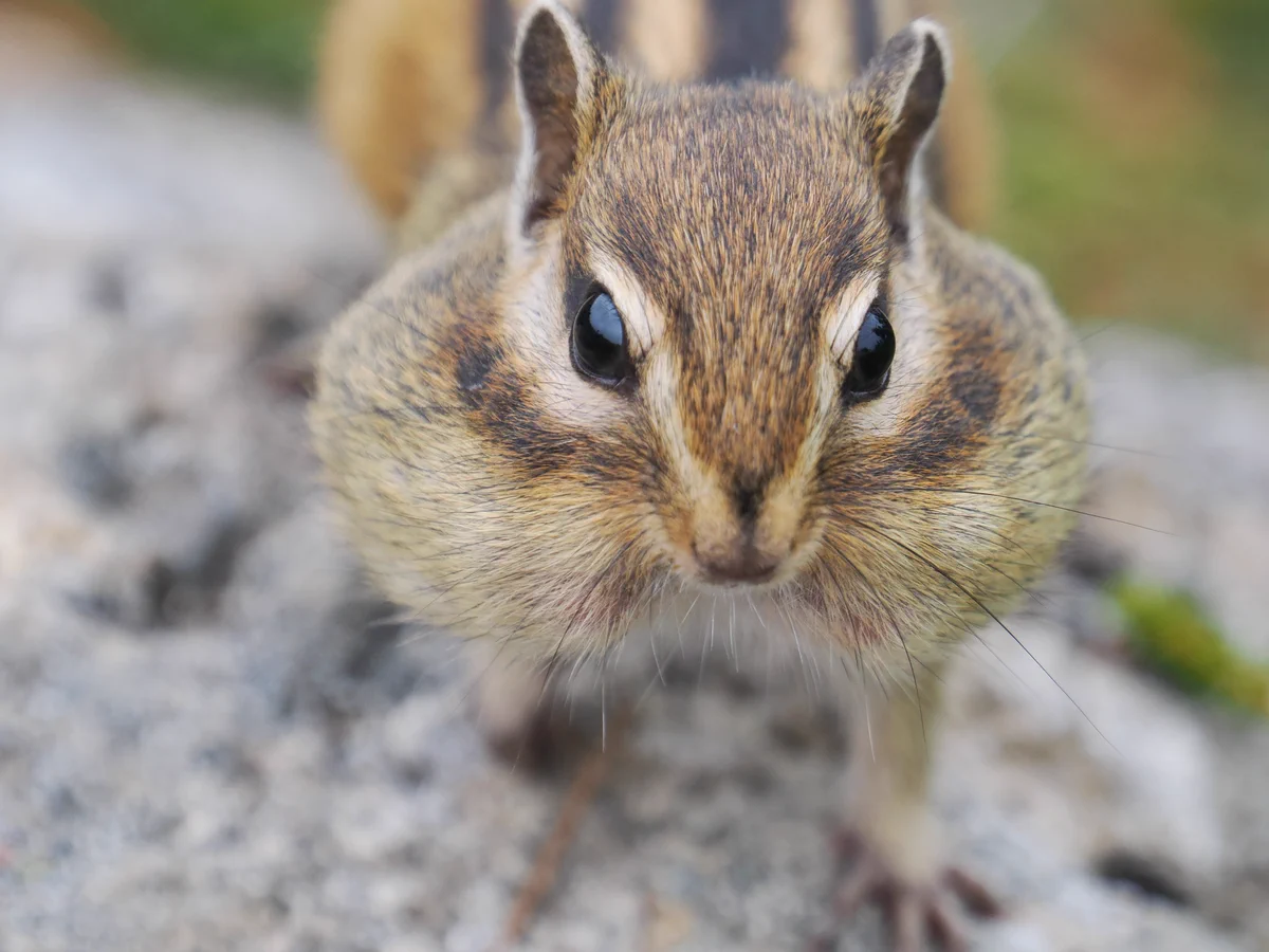 Reposts by 佐藤圭 Kei Sato｜動物写真家 (@slashslashphoto) / X