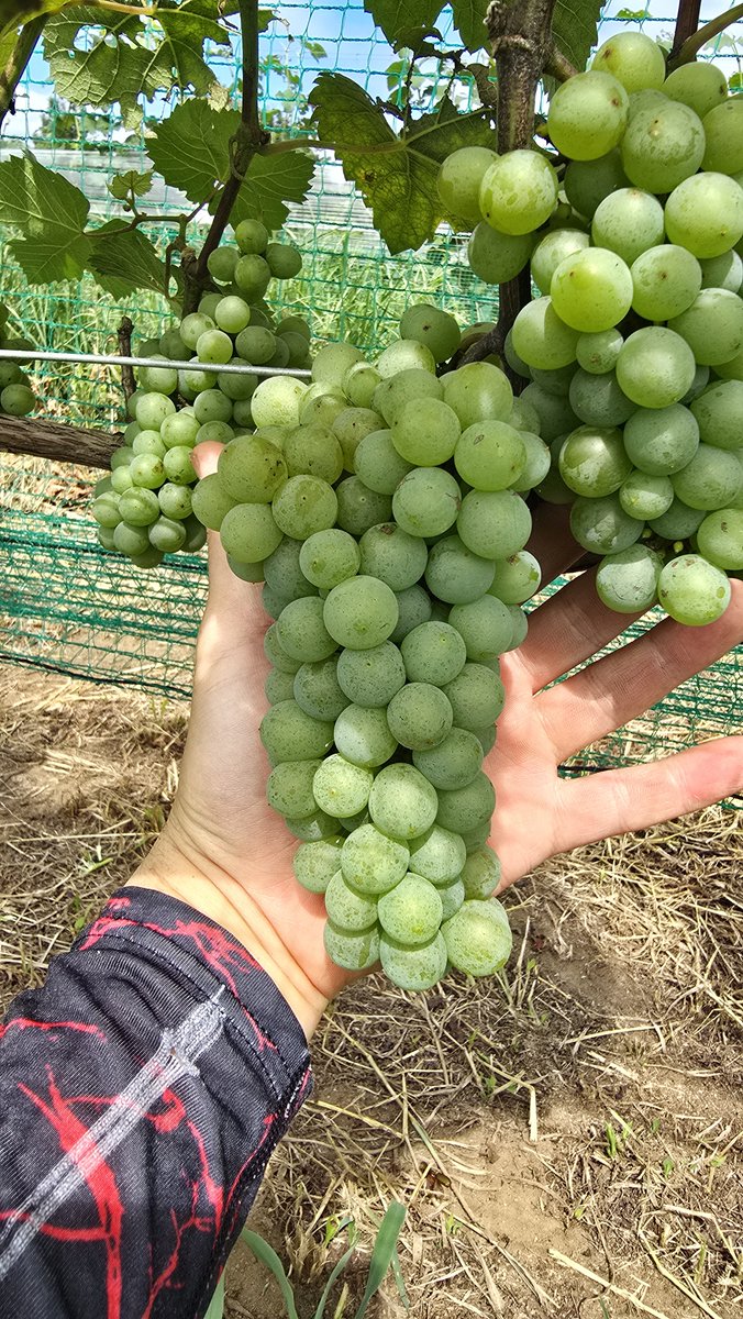BzIke3's tweet photo. 副業のワイン用ブドウ🍇栽培収穫が忙し過ぎる😩
今年で4年目だが✂️
このシーズンは特に忙しい…
収穫後も手入れやら消毒やらで１年中だから本業にしようかマジで悩む😞🌀
こっちの方がノンストレスだけど今の年収下回るのわキツイよなぁ🤔 https://t.co/i2DrnYZdHT