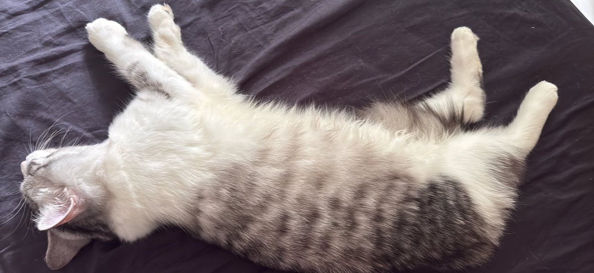 Belyusha's tweet photo. #猫のいる暮らし #サイベリアン　#猫好きさんと繋がりたい

あなたまだ、うちにきて２日目よ…？ https://t.co/6gPz6UJtQd