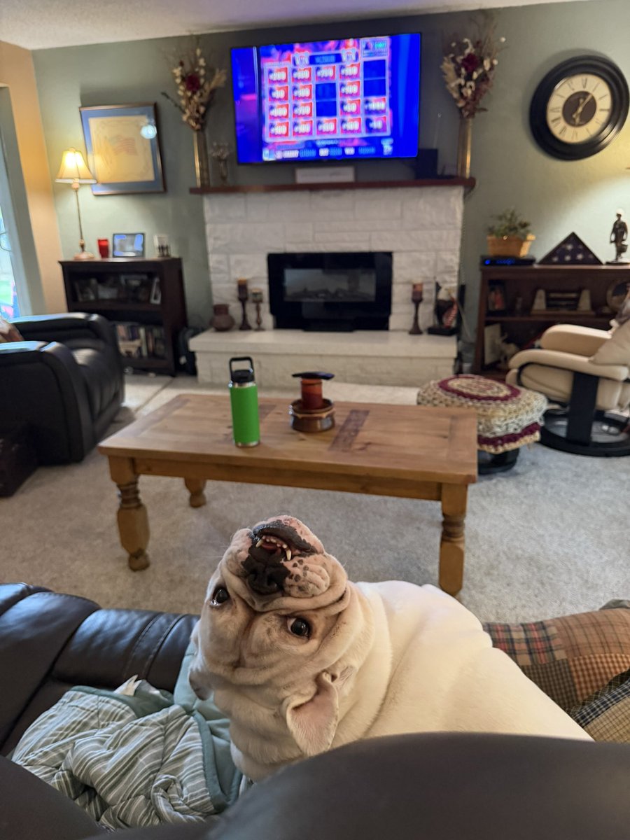 Gat0r138's tweet photo. Came home from work to Moby watching @itsvegasmatt @RealW2Jesus @TheRealWBG firing it in there! #EnglishBulldog #FireItInThere https://t.co/zU0itsAZOL