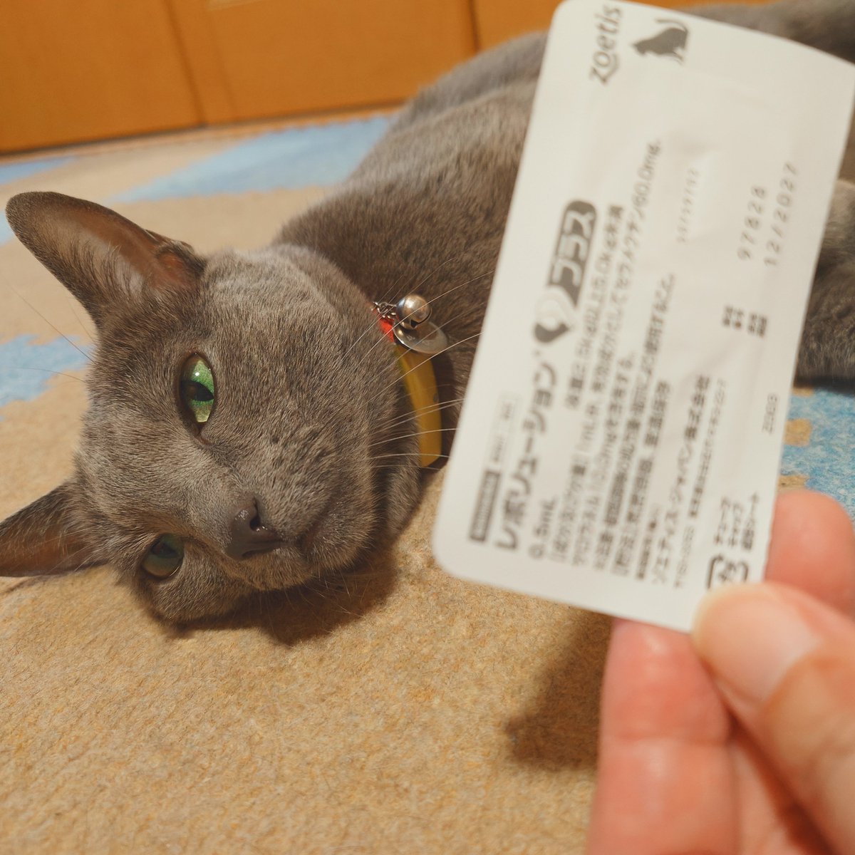 grin_02's tweet photo. 毎月恒例のアレ。（1日遅れ）

#レボリューションプラス
#ロシアンブルー #猫がいる暮らし https://t.co/937jJWSPD8