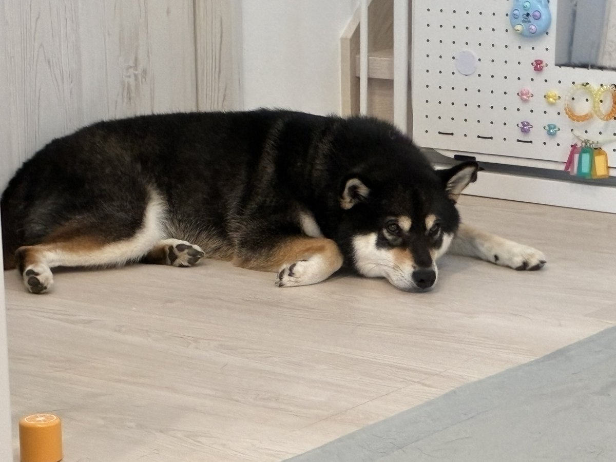 くろしば家 ページ Today's Zaku #黒柴 #黒柴犬 #柴犬 #くろしば #しば