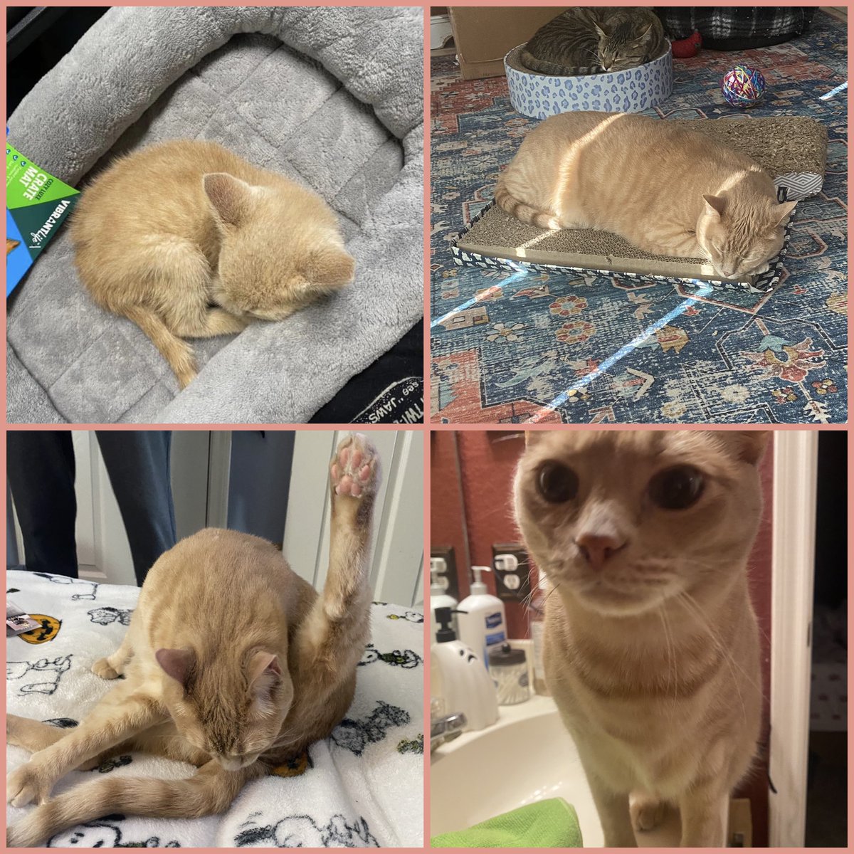 texasellison's tweet photo. Happy National Ginger Cat Appreciation Day to my favorite bubba, Rowdy 🧡🐈 #gingercat #gingercatsofinstagram #gingercatappreciationday #myboy #rescuecatsofinstagram https://t.co/iAKlalvD1X