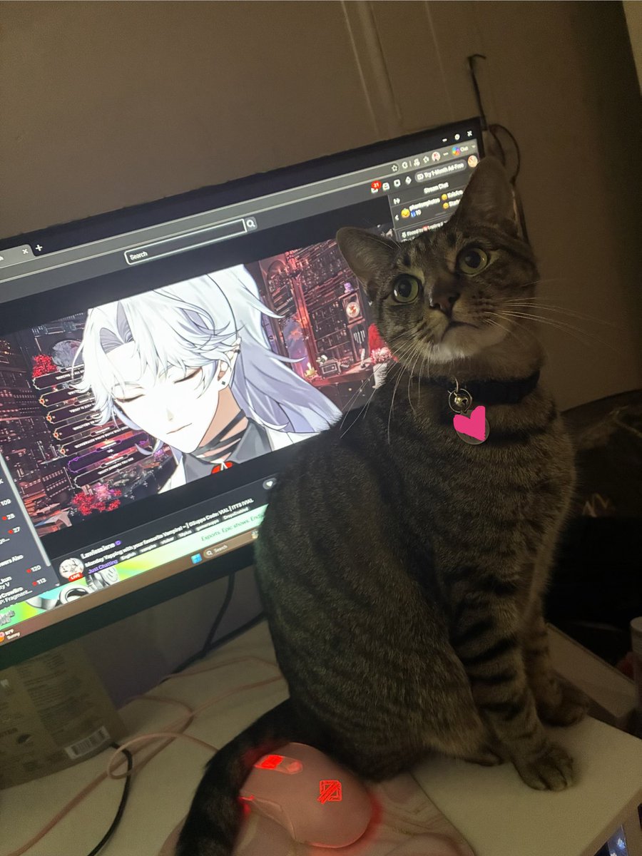katmechi's tweet photo. Wanna know what true betrayal is? I’m not my cat’s oshi. He messes with my keyboard when streaming, he pauses or somehow closes the browser for anyone else’s stream I’m watching, except ONE. @LwlessJane feel proud, my cat likes you more than me or any other streamer I watch😭 https://t.co/8gfDSsrj1k