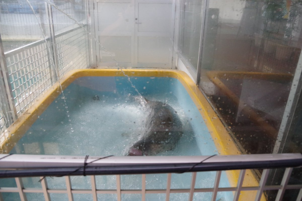 FB16DIT's tweet photo. 初めて来た水族館、施設が古いせいかもですがゴマアザラシやペンギンが居る場所が狭いのが気になりました。
水族館大好きだけれど、少し考えされるものがありました。 https://t.co/KyfeNaZtAs
