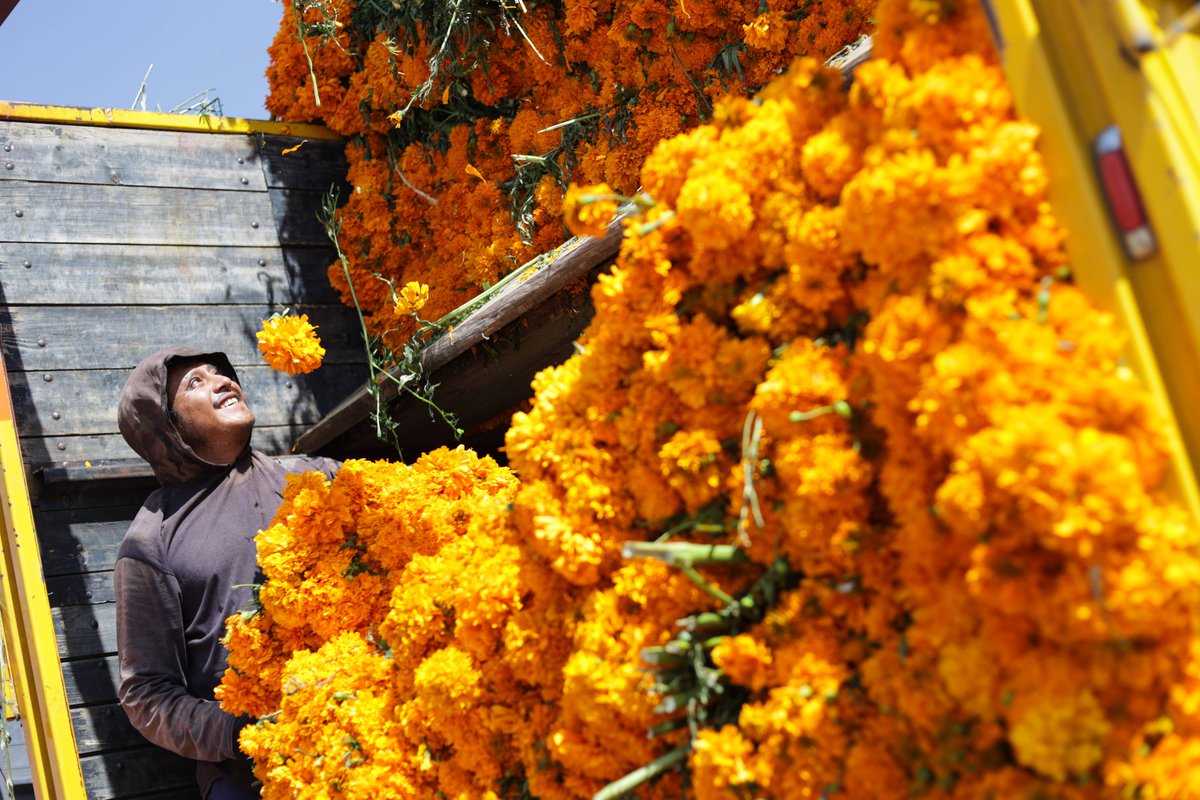 KatherineAwcx's tweet photo. Feliz Día de los Muertos! Flores de cempasúchil iluminan el camino para que nuestros seres queridos regresen. （意为：亡灵节快乐！万寿菊点亮归途，迎接我们的挚爱归来。）， https://t.co/GgyiIfrJRn