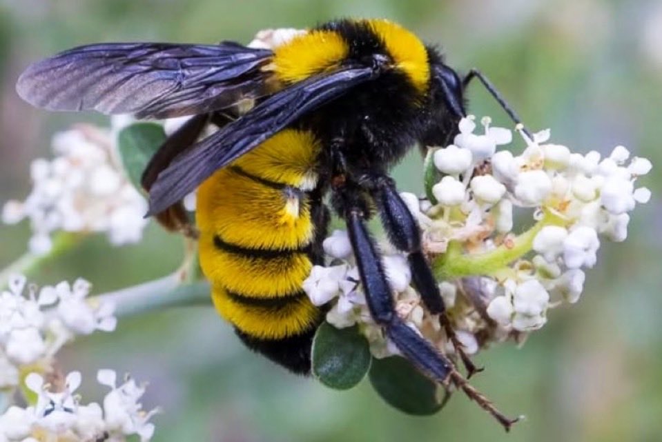 BichoDatos's tweet photo. Hola bichodatero, es Bombus sonorus, en la familia Apidae. Estos lindos abejorros polinizan las flores zumbando mientras se aferran a las anteras, liberando el polen. Este es un mecanismo esencial para la reproducción de muchas plantas. 📸: Leslie Eguchi (Instagram) #Bombus https://t.co/pHX1Xxtrt2