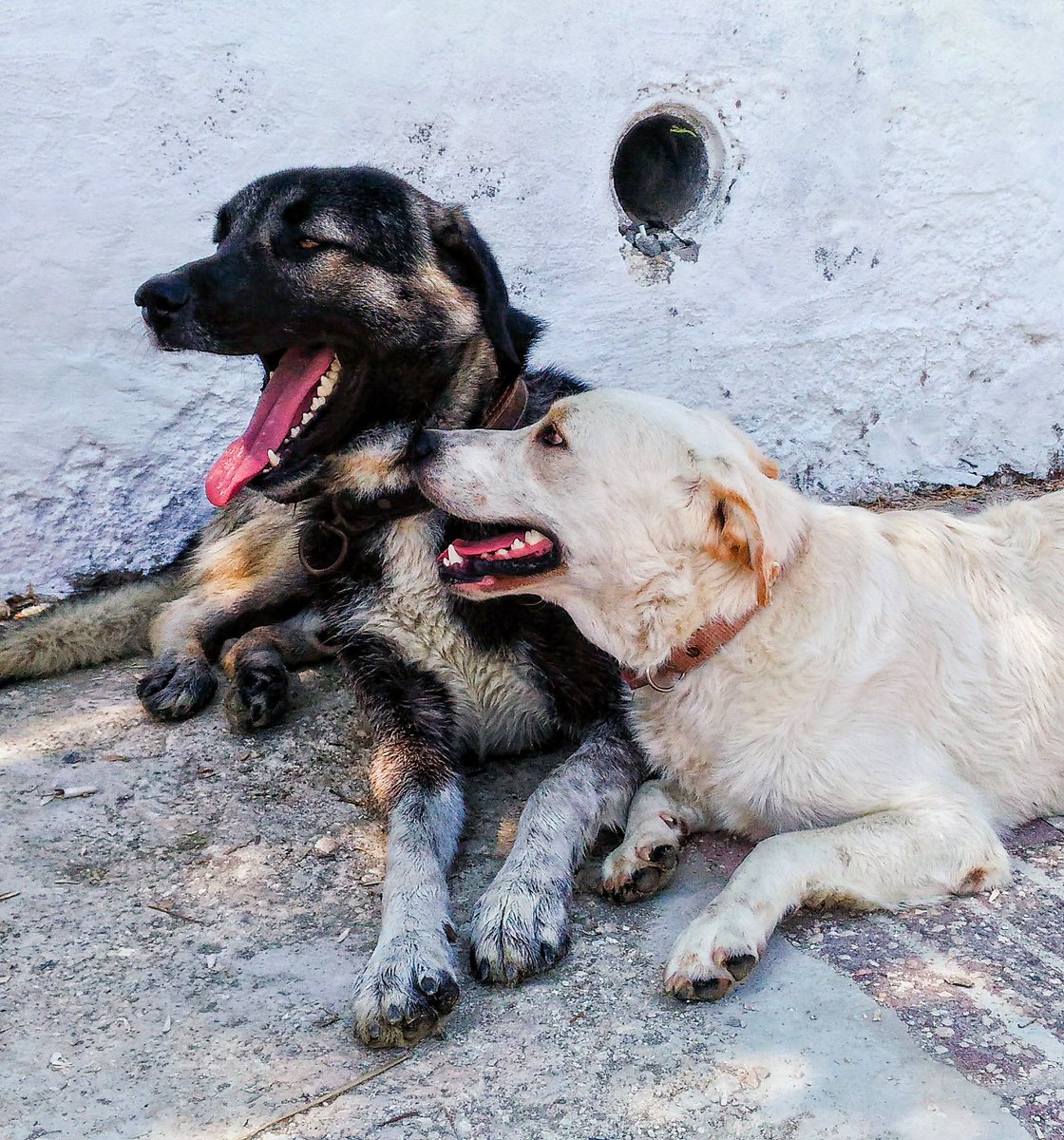 everydaydogsup's tweet photo. Your dog deserves the best—without the hassle. Shop everyday essentials for your furry best friend at https://t.co/grEfdxOqGz! #DogSupplies #DogLovers #HappyDogs #PetEssentials #ShopOnline https://t.co/oBWsRF2dVL