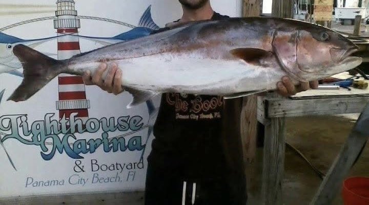 DrewBobin's tweet photo. @theswolesurfer Where did your head go?

This is a 44” Amber Jack I caught. https://t.co/7yYvWljKHi