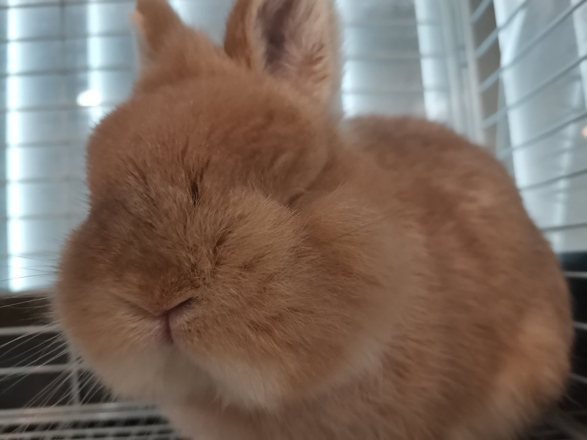 LoveRabbit1118's tweet photo. 本日定休日です

#うさぎ
#loverabbit https://t.co/sFtkH1DBoP