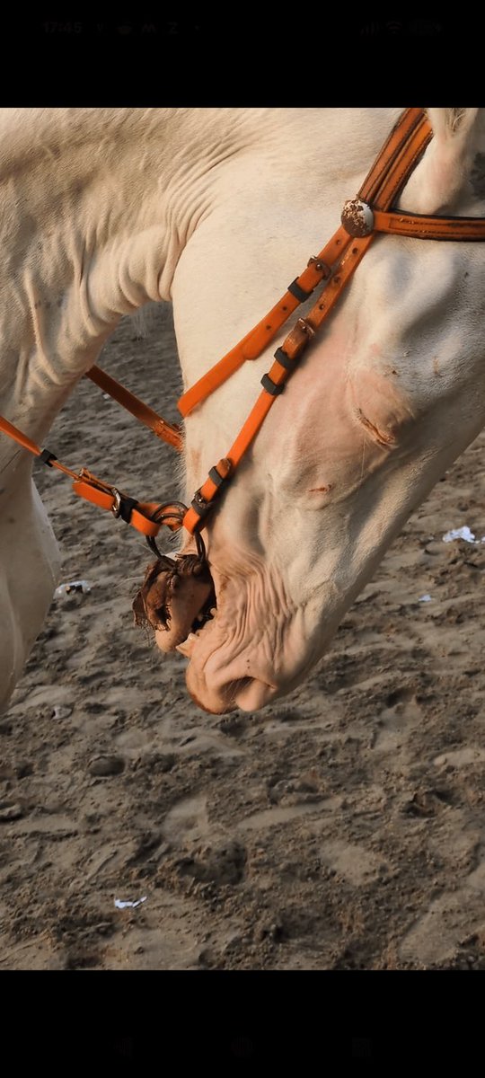 CeterisParish's tweet photo. Shithole India is the worst place to be a woman, child or an animal

Images of a horse seen at a beach in Mumbai…

India is truly a land of savages https://t.co/qcaZwHUKAm