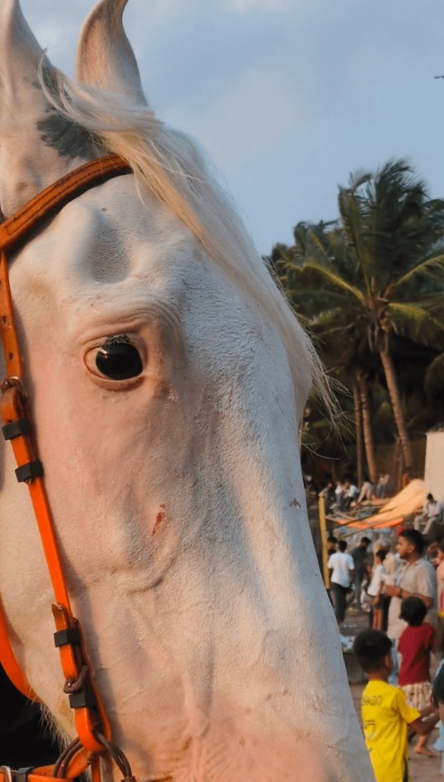CeterisParish's tweet photo. Shithole India is the worst place to be a woman, child or an animal

Images of a horse seen at a beach in Mumbai…

India is truly a land of savages https://t.co/qcaZwHUKAm