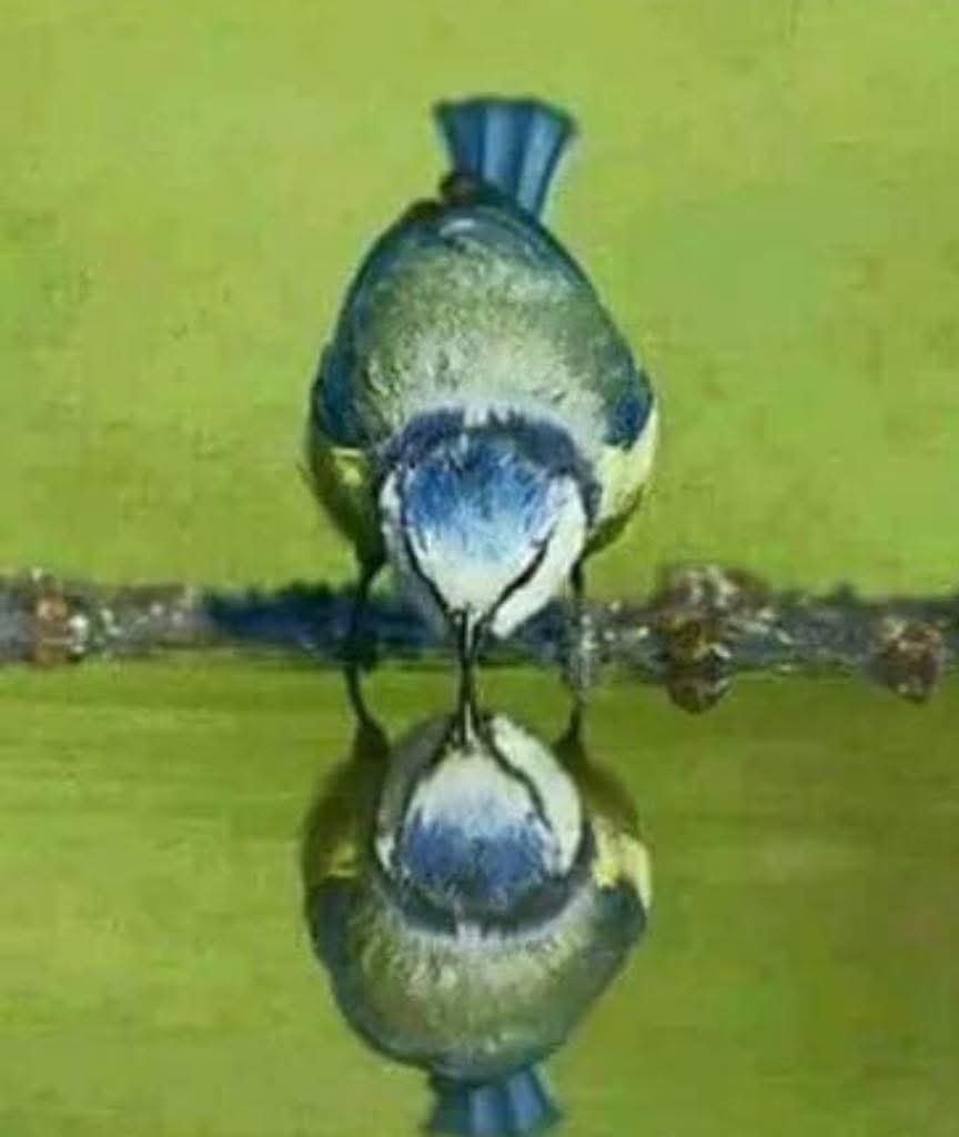 chavi60's tweet photo. Sé solo el reflejo de lo que quieres recibir...lo que emites, suele regresar. https://t.co/1ou4gL5hx3